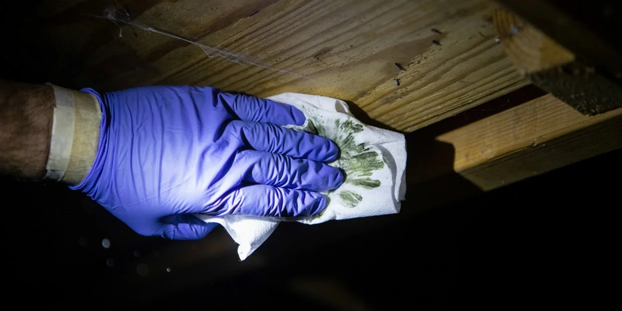Mold removal in Yeadon, PA